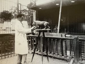 Max Le Verrier sculptant Lion dans un zoo